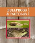 Bullfrog and Tadpoles